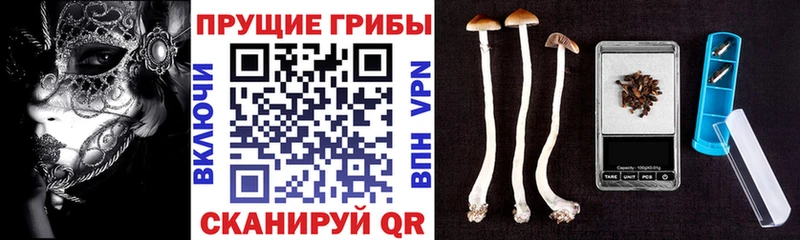 MEGA маркетплейс  Гусиноозёрск  Галлюциногенные грибы Psilocybine cubensis 
